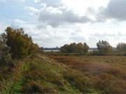 Herbstliches Farbspiel: Vegetation am Achterwasserdeich sdlich von Liepe.