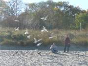 Mwenfttern am Ostseestrand: Herbst im Ostseebad Koserow.