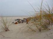 Kaum zu erkennen ist das nahe Wasser der Ostsee am Strand des Usedomer Kaiserbades Ahlbeck.