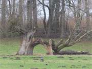 Usedomer Herbstlandschaft: Alte Weide am Ufer des Gothensees in der Nhe von Neuhof.