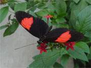 Farblich abgestimmt: Schmetterling auf Blüte in der Schmetterlingsfarm Trassenheide.