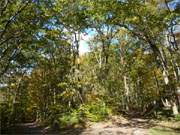 Herbstwald in der "Usedomer Schweiz": Das Hinterland der Ostseeinsel.