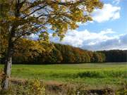Waldrand bei Sellin: Prachtvoller Herbst in der "Usedomer Schweiz".