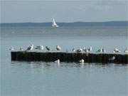 Segelboot und Mwen: Haffpanorama am Sandstrand von Kamminke auf der Insel Usedom.