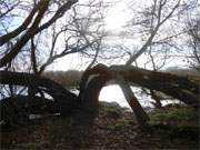 Wanderweg zum Mwenort und Weien Berg auf dem Gnitz: Geborstene Weide am Achterwasser.