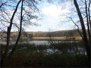 Nahezu blattlos sind die Buchen am Ufer des Wolgastsees nahe Korswandt im Hinterland der Kaiserbder.