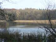 Gelb und Grn am Usedomer Wolgastsee: Herbstliche Frbung des Nordufers.