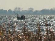 Hinter dem Schilf: Ein Fischerboot fhrt ber das Achterwasser.