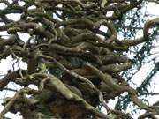 Verwickelt: Alter Baum auf dem historischen Friedhof in Benz im Hinterland der Usedomer Kaiserbder.