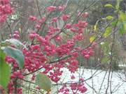 Pfaffenhtchen: Winterimpressionen aus dem Garten der Steinbock-Ferienwohnungen.