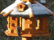 Im Garten der Steinbock-Ferienwohnungen: Eine Meise am Vogelhaus.