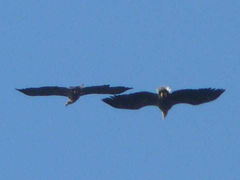 Formationsflug: Seeadlerprchen ber der Usedomer Halbinsel Gnitz.