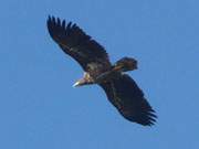 Herrscher der Lfte: Ein Seeadler fliegt ber den Mwenort auf der Halbinsel Gnitz.