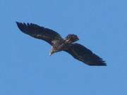 Naturpark Usedom: Seeadler ber der Usedomer Halbinsel Gnitz.