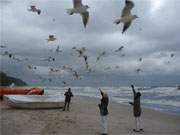 Flugschau am Ostseestrand von Klpinsee: Mwenfttern im Sturm.