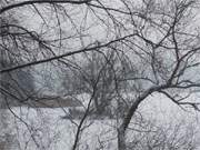 Der Kölpinsee: Verschneit sind Uferbäume, Wasserfläche und Schwaneninsel.