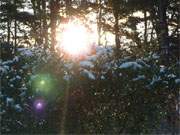 Am frhen Morgen: Sonne scheint durch eine Hecke im Steinbock-Ferienhof.