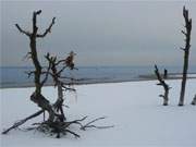 Baumreste am Ostseestrand: Einsam stehen die herabgerutschten Bume am Fu der Steilkste.