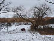 Blick zum Achterwasser: Abendliche Winterlandschaft am Loddiner Hft.