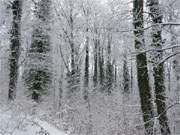 "Mrchenwald": Winterwald auf dem Langen Berg zwischen ckeritz und Bansin.