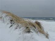 Vereister Strandhafer: Eisregen und Schneesturm haben am Ostseestrand Skulpturen geschaffen.