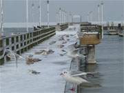 Harte Zeit: Fr die Wasservgel auf Usedom wird das freie Wasser rar.