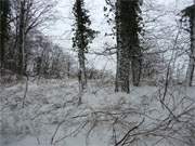 Tief verschneit liegt der Wald an Usedoms Ostseeküste zwischen Ückeritz und Bansin.