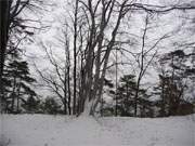 Eine wunderbare Winterlandschaft auf Usedom: Kstenwald in der Nhe von ckeritz.