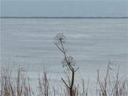 Riesenbrenklau am Achterwasserdeich zwischen Pudagla und Stagnie.