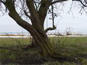 Gewundener Stamm: Weidornbaum am Achterwasser nahe des Loddiner Hftberges.