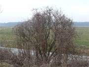 Usedomer Hinterland: Wiesenland zwischen Neupudagla und Pudagla.