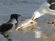 Interessiert: Eine Krähe verfolgt aufmerksam das Mahl einer Silbermöwe am Strand.