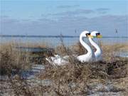 Groe Schwne: Bootsverleih am Achterwasser im Seebad Loddin.