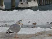 Auf dem Eis: Mwen am Ostseestrand von Zinnowitz.