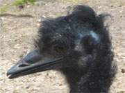 Anderes Klima gewöhnt: Ein Emu im Wolgaster Tierpark.
