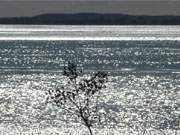 Halbinsel Gniz im Hintergrund: Blick ber das Achterwasser beim Ostseebad Zinnowitz.