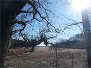 Usedom im Mrz: Am Balmer See verluft ein interessanter Wanderweg.