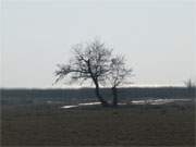 Sptwinter auf der Insel Usedom: Wiesenland am Achterwasser nahe des Bernsteinbades ckeritz.