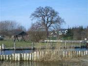 Die alte Eiche "berblickt" den Achterwasserhafen des Bernsteinbades Zempin.