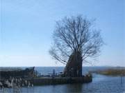 Zum Trocknen aufgestellt: Reusenstangen im Achterwasserhafen des Usedomer Bernsteinbades Zempin.