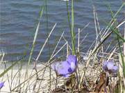 Leberblmchen: Erste Farbtupfer an der Ossteekste der Insel Usedom.