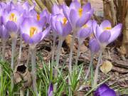 Immer der Sonne nach: Krokusse im Steinbock-Ferienhof im Seebad Loddin.