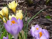 Krokusse: Frhjahr im Steinbock-Ferienhof in der Inselmitte von Usedom.