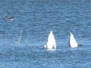 "Schwnzchen in die Hh'": Schwne beim Grndeln im Achterwasser.