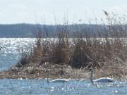 Frhling auf der Insel Usedom: Ein Schwanenpaar auf dem Achterwasser.