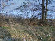 Die Ostsee im Hintergrund: Frhblher im Kstenwald auf dem Streckelsberg.