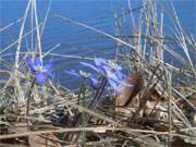 Blau vor Blau: Leberblmchen vor dem Hintergrund der Ostsee.