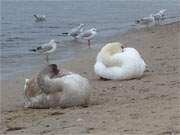 Schlechtwetterruhe: Schwne und Mwen am Ostseestrand des Kaiserbades Heringsdorf.