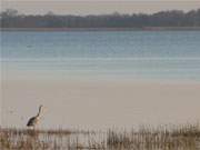 Naturparadies Insel Usedom: Ein Reiher am Achterwasser zwischen Stagnie und Pudagla.