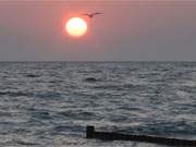 Postkartenidyll: Mwe vor dem Hintergrund der Sonnenscheibe ber der Ostsee.